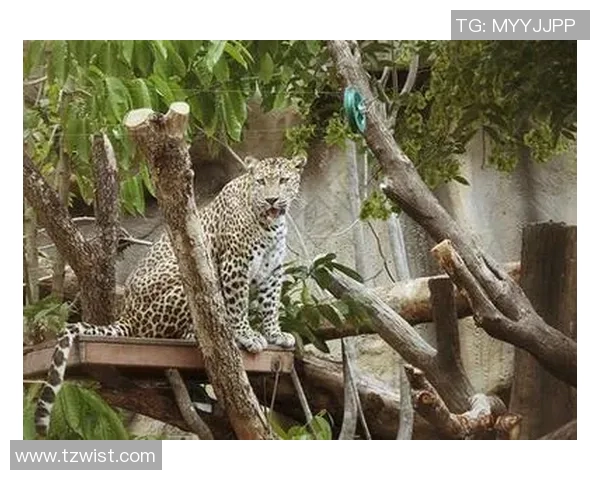 乌鸦与美洲虎的智慧与力量之争谁能在自然界中胜出